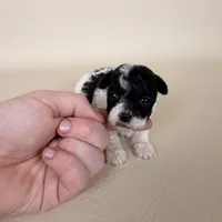 Millie, a female Maltipoo for sale in Allen, KY – 4 of 10