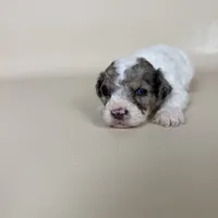 Beckham, a male Maltipoo for sale in Allen, KY – 9 of 9