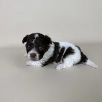 Bennet, a male Maltipoo for sale in Allen, KY – 4 of 8