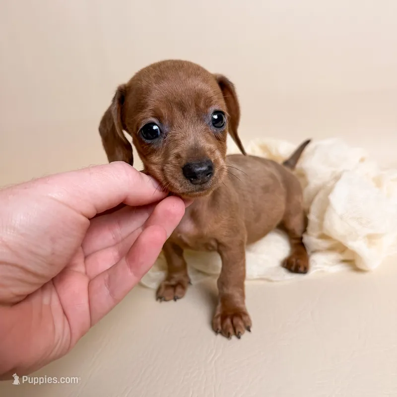 Autumn  – Miniature Dachshund puppy for sale in Allen, KY