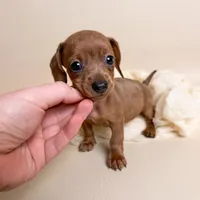 Autumn , a female Miniature Dachshund for sale in Allen, KY – 1 of 5