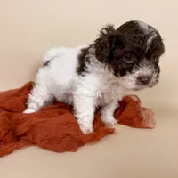 Bennett, a male Maltipoo for sale in Allen, KY – 4 of 6