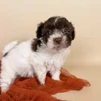 Bennett, a male Maltipoo for sale in Allen, KY – 3 of 6