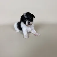 Millie, a female Maltipoo for sale in Allen, KY – 10 of 10