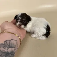 Banks, a male Maltipoo for sale in Allen, KY – 3 of 8