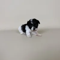 Millie, a female Maltipoo for sale in Allen, KY – 9 of 10