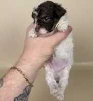 Banks, a male Maltipoo for sale in Allen, KY – 5 of 8