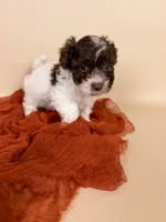 Bennett, a male Maltipoo for sale in Allen, KY – 6 of 6