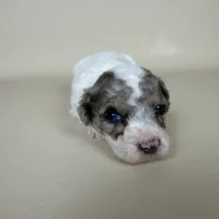 Beckham, a male Maltipoo for sale in Allen, KY – 2 of 9
