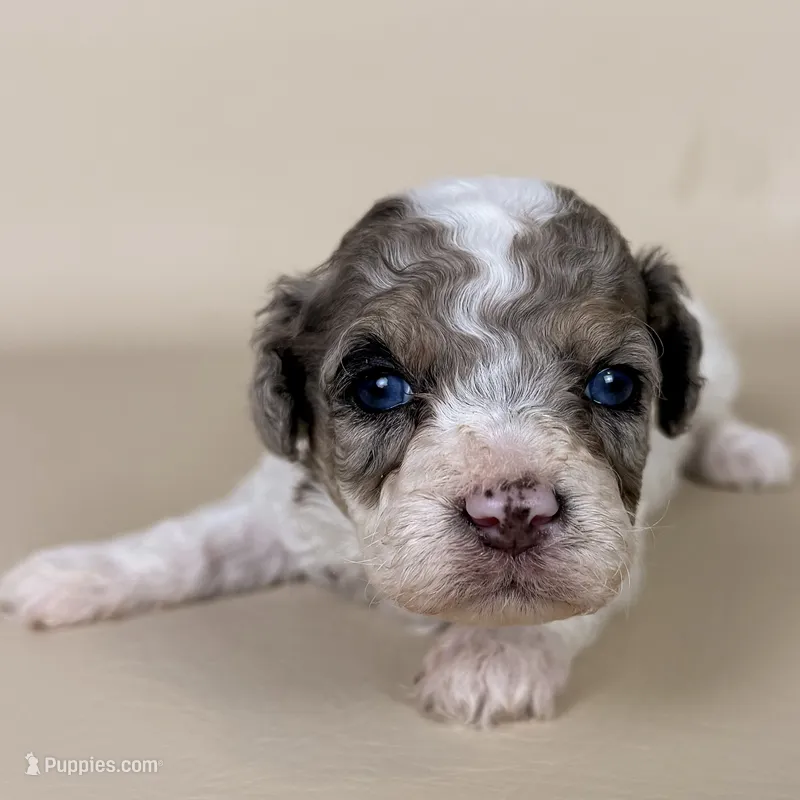 Beckham – Maltipoo puppy for sale in Allen, KY