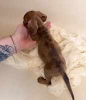 Autumn , a female Miniature Dachshund for sale in Allen, KY – 5 of 5