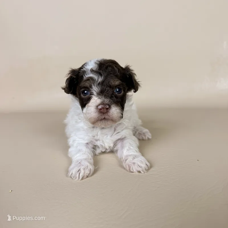 Banks – Maltipoo puppy for sale in Allen, KY
