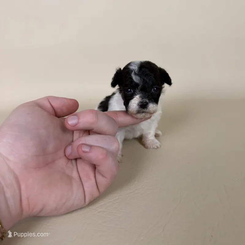 Millie – Maltipoo puppy for sale in Allen, KY