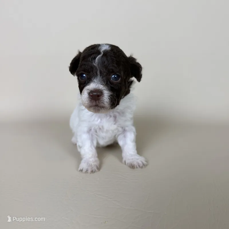 Bennet – Maltipoo puppy for sale in Allen, KY