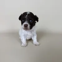 Bennet, a male Maltipoo for sale in Allen, KY – 1 of 8