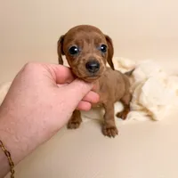 Autumn , a female Miniature Dachshund for sale in Allen, KY – 2 of 5