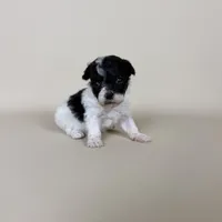 Millie, a female Maltipoo for sale in Allen, KY – 3 of 10