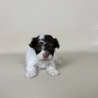 Banks, a male Maltipoo for sale in Allen, KY – 2 of 8