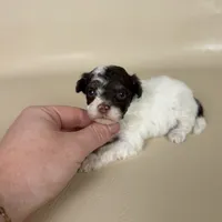 Banks, a male Maltipoo for sale in Allen, KY – 7 of 8