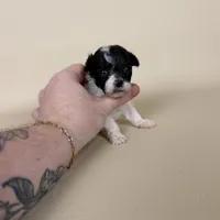 Millie, a female Maltipoo for sale in Allen, KY – 2 of 10