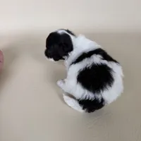 Millie, a female Maltipoo for sale in Allen, KY – 8 of 10