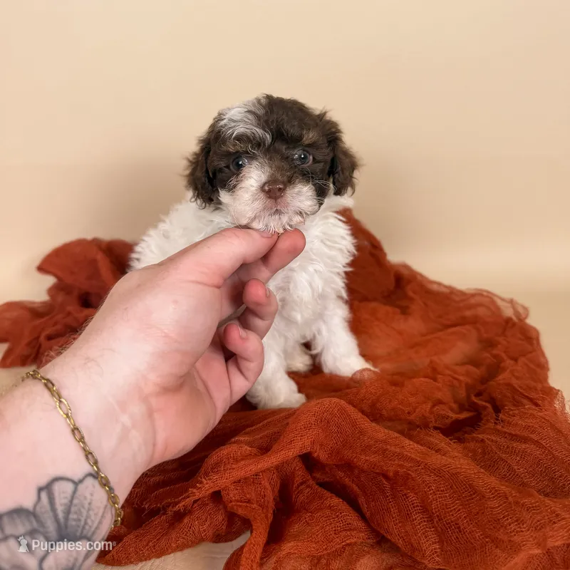 Banks – Maltipoo puppy for sale in Allen, KY
