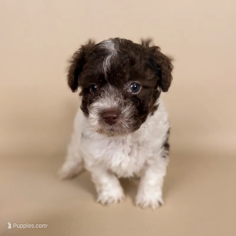 Bennet – Maltipoo puppy for sale in Allen, KY