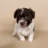 Bennett, a male Maltipoo for sale in Allen, KY – 1 of 6