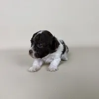Bennet, a male Maltipoo for sale in Allen, KY – 6 of 8