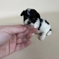 Millie, a female Maltipoo for sale in Allen, KY – 6 of 10