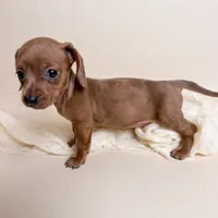 Autumn , a female Miniature Dachshund for sale in Allen, KY – 3 of 5
