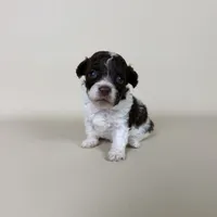 Bennet, a male Maltipoo for sale in Allen, KY – 7 of 8