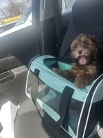 Jersey, a male Cockapoo for sale in Bronx, NY – Photo 5 of 5