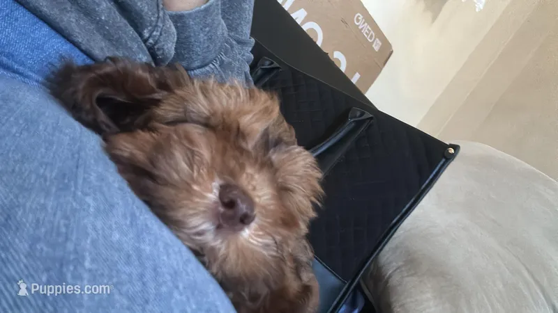Jersey – Cockapoo puppy for sale in Bronx, NY