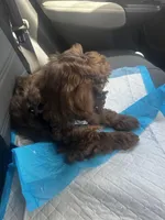 Jersey, a male Cockapoo for sale in Bronx, NY – Photo 2 of 5