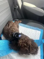 Jersey, a male Cockapoo for sale in Bronx, NY – Photo 4 of 5