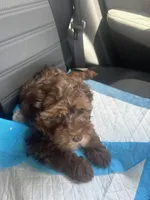 Jersey, a male Cockapoo for sale in Bronx, NY – Photo 3 of 5