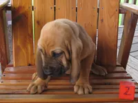 Red Boy #2, a male Bloodhound for sale in Loudon, TN – 7 of 8