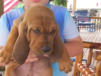Red Boy #1, a male Bloodhound for sale in Loudon, TN – 8 of 9
