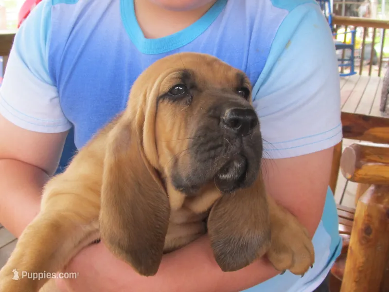 Red Boy #2 – Bloodhound puppy for sale in Loudon, TN