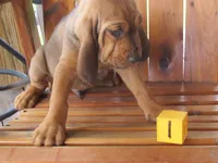 Red Boy #1, a male Bloodhound for sale in Loudon, TN – 6 of 9