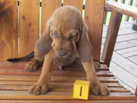 Red Boy #1, a male Bloodhound for sale in Loudon, TN – 7 of 9