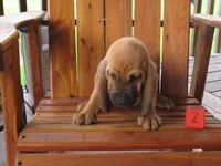 Red Boy #2, a male Bloodhound for sale in Loudon, TN – 3 of 8