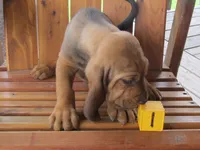 Red Boy #1, a male Bloodhound for sale in Loudon, TN – 1 of 9