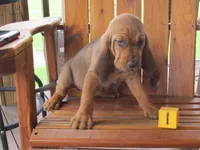 Red Boy #1, a male Bloodhound for sale in Loudon, TN – 5 of 9
