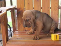 Red Boy #1, a male Bloodhound for sale in Loudon, TN – 4 of 9