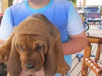 Red Boy #1, a male Bloodhound for sale in Loudon, TN – 9 of 9