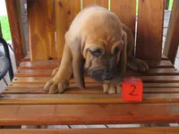 Red Boy #2, a male Bloodhound for sale in Loudon, TN – 8 of 8