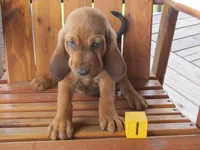 Red Boy #1, a male Bloodhound for sale in Loudon, TN – 3 of 9