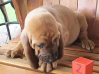Red Boy #2, a male Bloodhound for sale in Loudon, TN – 4 of 8